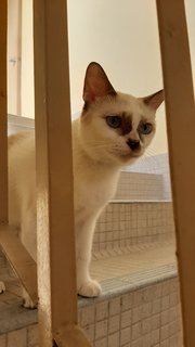 Latte - Siamese + Domestic Short Hair Cat