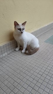 Latte - Siamese + Domestic Short Hair Cat