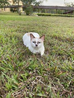 Latte - Siamese + Domestic Short Hair Cat