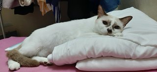 Latte - Siamese + Domestic Short Hair Cat