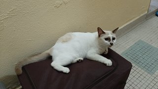 Latte - Siamese + Domestic Short Hair Cat