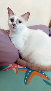 Latte - Siamese + Domestic Short Hair Cat