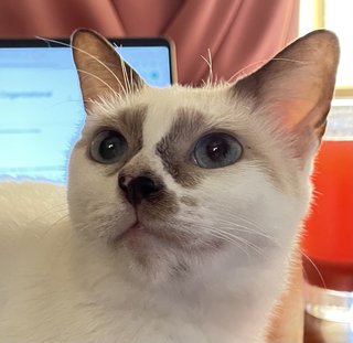 Latte - Siamese + Domestic Short Hair Cat