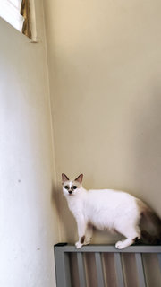 Latte - Siamese + Domestic Short Hair Cat