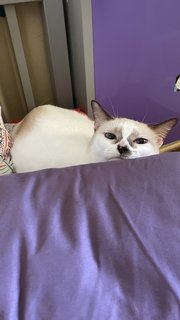 Latte - Siamese + Domestic Short Hair Cat