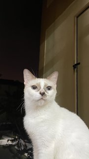 Latte - Siamese + Domestic Short Hair Cat