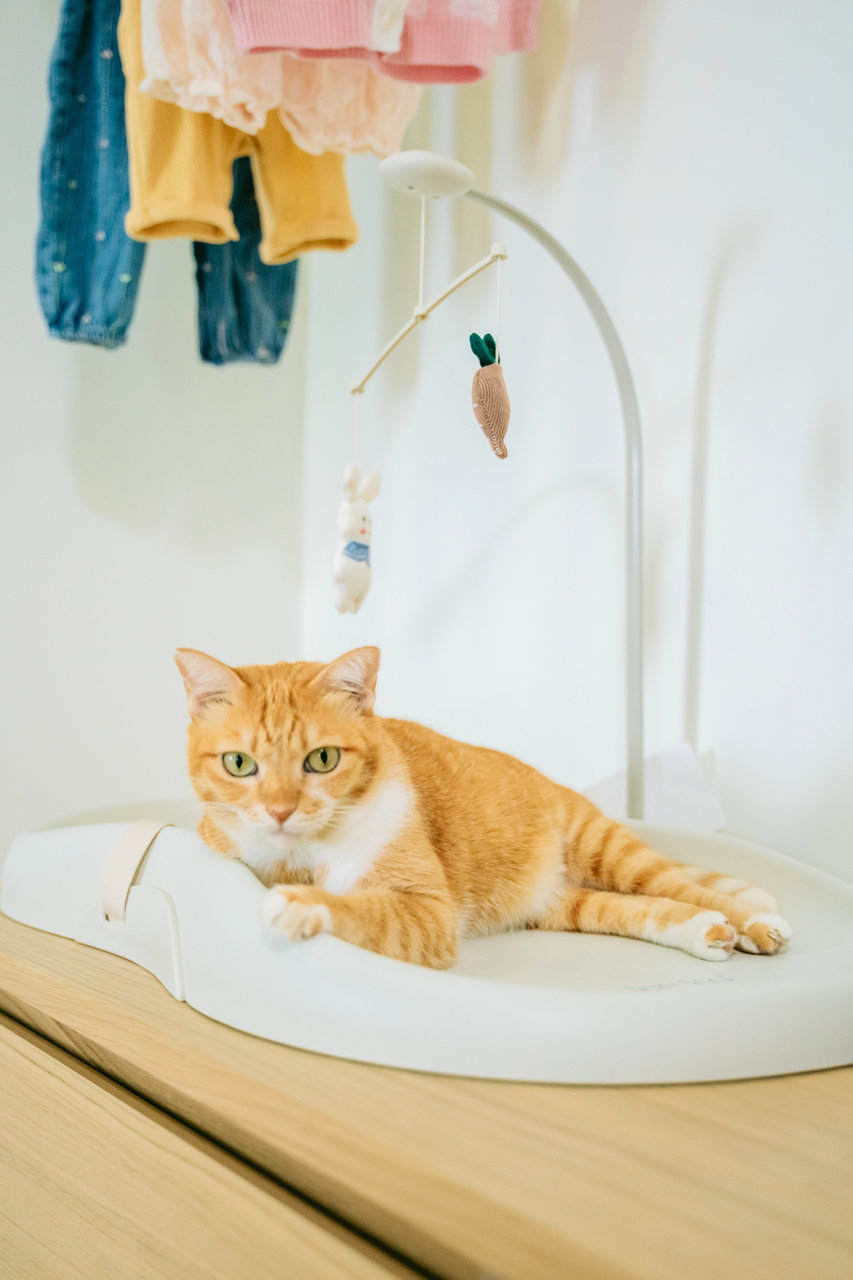 Lily - Domestic Short Hair Cat