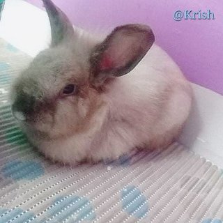 Krisk - Lionhead + Holland Lop Rabbit