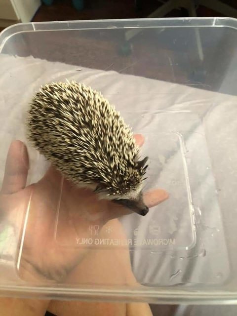 Pupa - Hedgehog Small & Furry