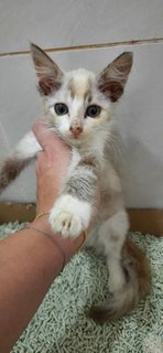 Marshmallow - Domestic Medium Hair Cat