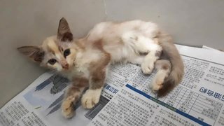 Marshmallow - Domestic Medium Hair Cat