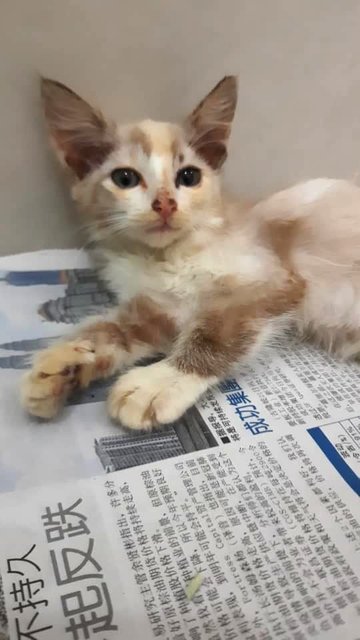 Marshmallow - Domestic Medium Hair Cat