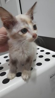 Marshmallow - Domestic Medium Hair Cat