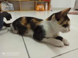 Milk Tea - Domestic Long Hair Cat