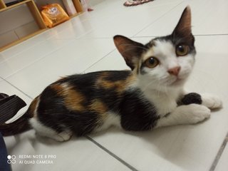 Milk Tea - Domestic Long Hair Cat