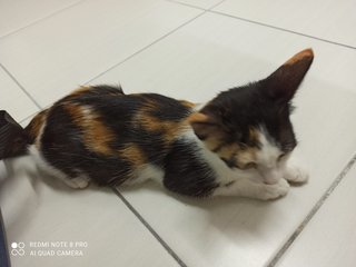 Milk Tea - Domestic Long Hair Cat