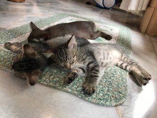 Kitten Triplets - Domestic Short Hair Cat