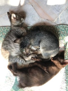 Kitten Triplets - Domestic Short Hair Cat