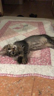 Kitten Triplets - Domestic Short Hair Cat