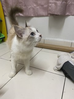 Snowie - Siamese Cat