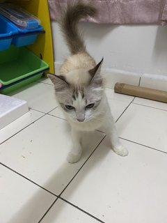 Snowie - Siamese Cat