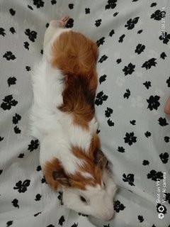 Abbyssinian Boar Guinea Pig - Guinea Pig Small & Furry