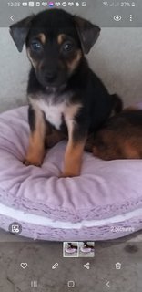 Gideon And Brownie  - Mixed Breed Dog