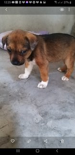 Gideon And Brownie  - Mixed Breed Dog