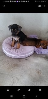 Gideon And Brownie  - Mixed Breed Dog