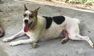 Olive And Oreo - Mixed Breed Dog