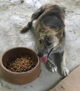 Olive And Oreo - Mixed Breed Dog