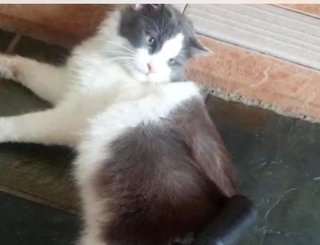 Prinze Lost In Aradamansara - Persian + Domestic Medium Hair Cat