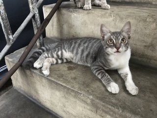 White coat with grey stripes, this little boy is the most vocal out of the band