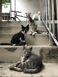 The Brickfields Band Of Fursiblings - Domestic Short Hair Cat