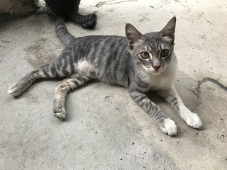 The Brickfields Band Of Fursiblings - Domestic Short Hair Cat