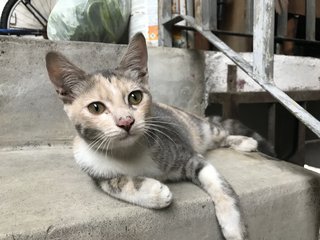 The Brickfields Band Of Fursiblings - Domestic Short Hair Cat