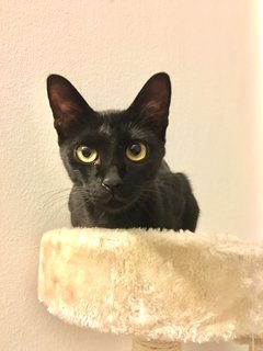 Mila - Domestic Short Hair + Domestic Medium Hair Cat