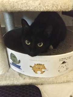 Mila - Domestic Short Hair + Domestic Medium Hair Cat