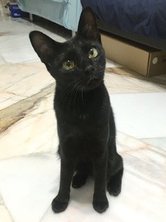 Mila - Domestic Short Hair + Domestic Medium Hair Cat