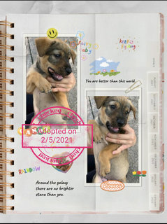 PF106406 - Mixed Breed Dog