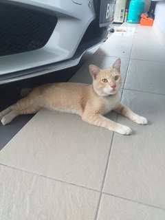 Orange Cat Found - Domestic Short Hair Cat