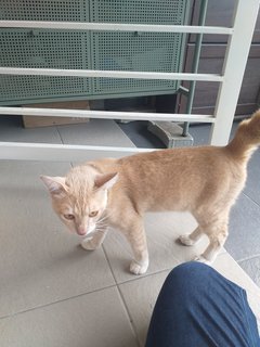 Orange Cat Found - Domestic Short Hair Cat