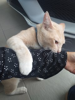 Orange Cat Found - Domestic Short Hair Cat