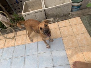 Baby And Jordan  - Mixed Breed Dog