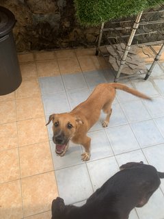 Baby And Jordan  - Mixed Breed Dog