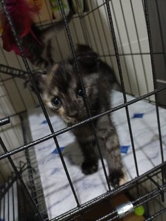 2 months old Tabby kitten (ear folded)