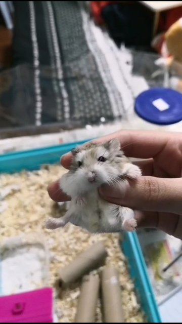 2 Robo Hamsters - Roborovsky's Hamster Hamster