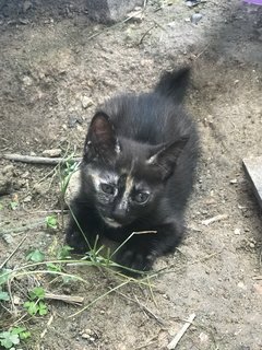 B - Domestic Short Hair Cat