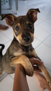 Beny - Labrador Retriever Mix Dog