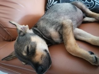 Beny - Labrador Retriever Mix Dog